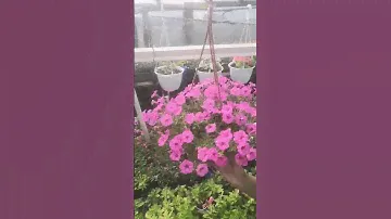 Петуния мини виста не перестаёт удивлять. Розовая нежность!