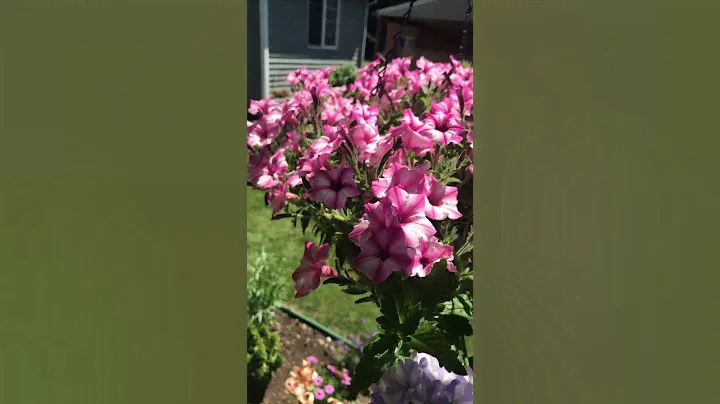 Proven Winners Mini Vista Pink Star Petunia