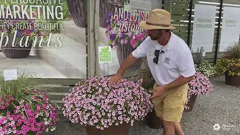 Экскурсия по саду PVG Walkabout: Ежегодник 2021 года: SUPERTUNIA Mini Vista Pink Star Petunia
