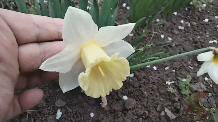 Нарциссы,12 сортов.