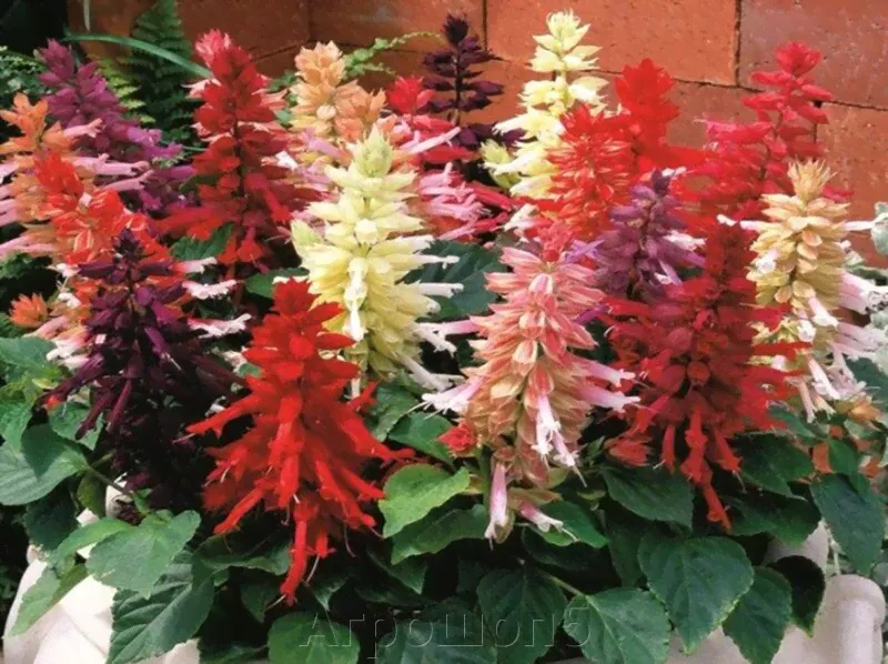 Сальвия Виста МИКС. 50 семян. Elite Seeds. Vista Mixture Salvia. Цветочные колонны окрашенные в разнообразные цвета-2