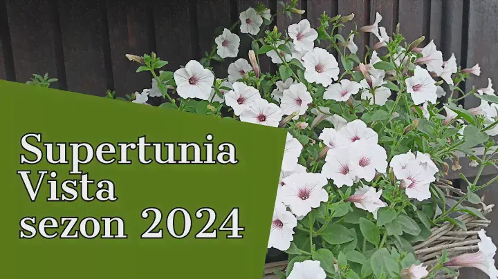 SUPERTUNIE VISTA sezon 2024 🌺💮🌸JAKIE sadzę odmiany