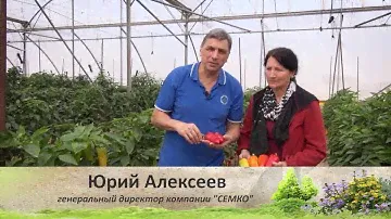 Скороспелые гибриды сладкого перца.