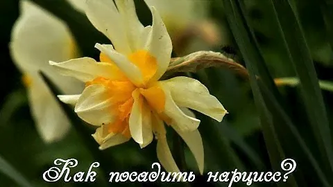 Нарциссы.  Как посадить нарциссы весной?