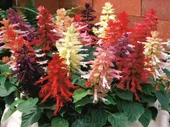 Сальвия Виста МИКС. 50 семян. Elite Seeds. Vista Mixture Salvia. Цветочные колонны окрашенные в разнообразные цвета