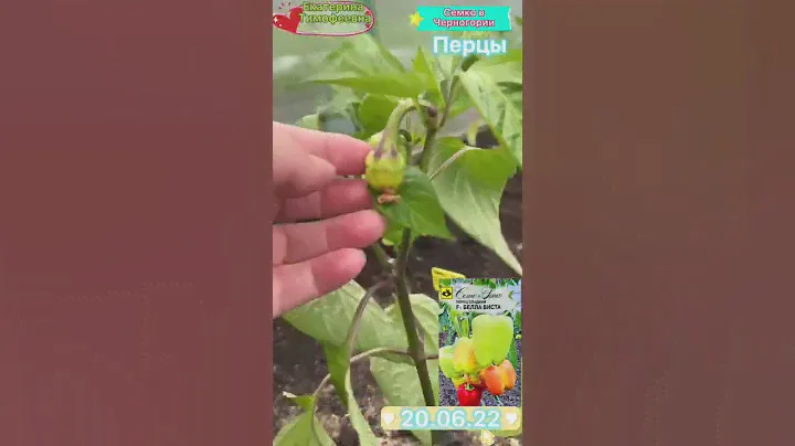 Первый перец в открытом грунте Бэлла Виста от @semcojuniorдля #семковчерногории2022#конкурссемко2022