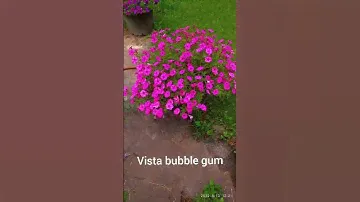 вегетативная петуния.  (вид который размножают только черенками). vista bablgam.